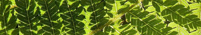 GreenLens.de - Headerbild