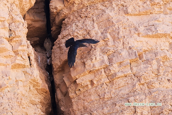 Wüstenuhu, Vögel GreenLens.de (Naturfotografie)