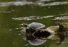 Rotwangen-Schildkröte