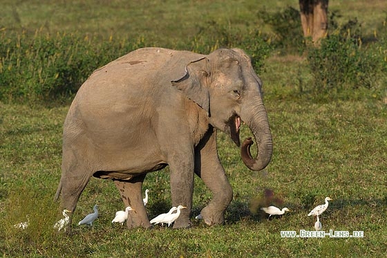 Asiatischer Elefant - Copyright Stefan Pfützke