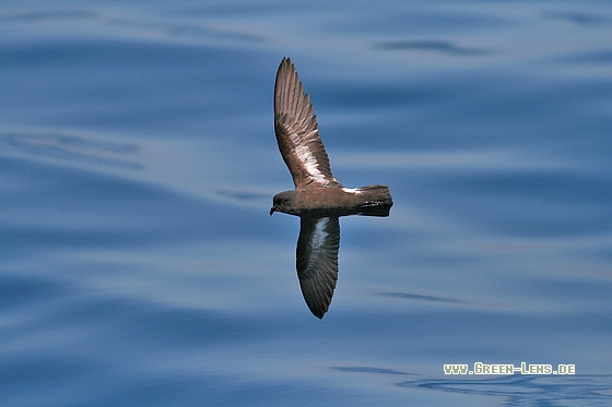 Sturmschwalbe, Vögel GreenLens.de (Naturfotografie)