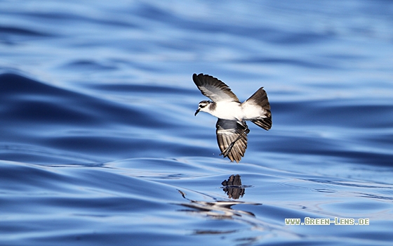 WeißgesichtSturmschwalbe, Vögel GreenLens.de (Naturfotografie)