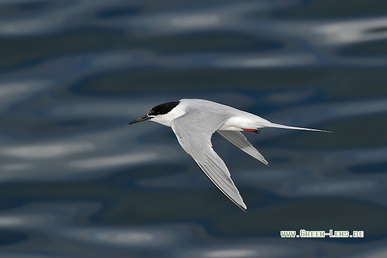 Rosenseeschwalbe, Vögel GreenLens.de (Naturfotografie)