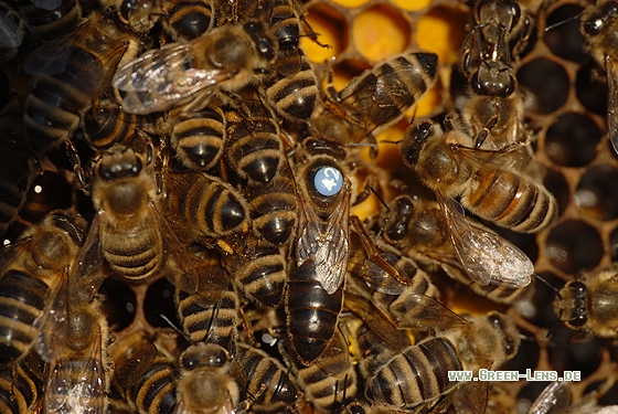 Honigbiene - Copyright Christian Gelpke