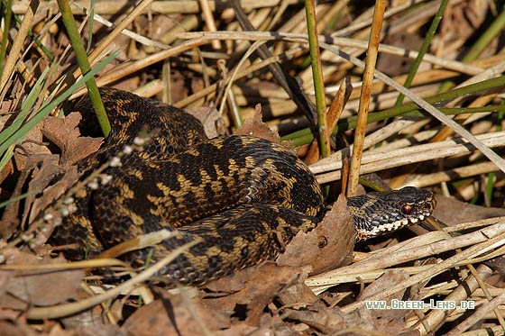 Kreuzotter - Copyright Stefan Pfützke